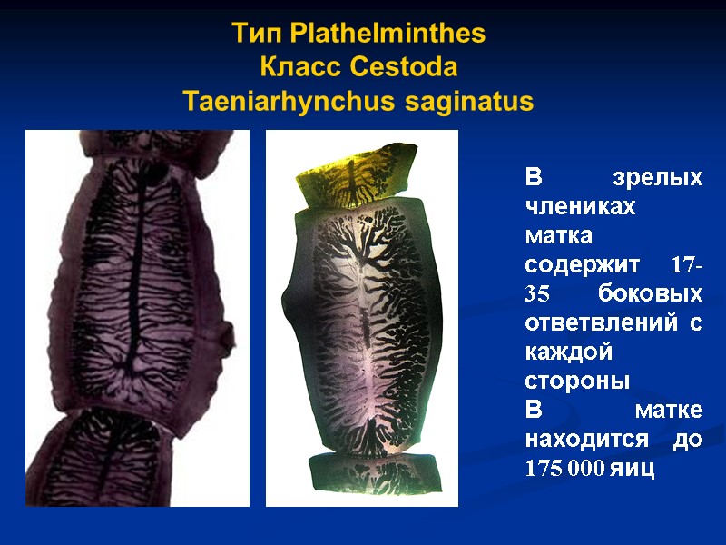 В зрелых члениках матка содержит 17-35 боковых ответвлений с каждой стороны В матке находится